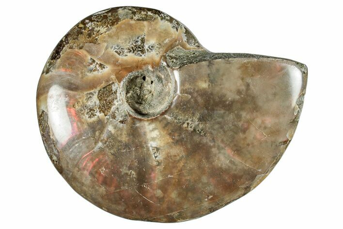 Polished Cretaceous Ammonite (Cleoniceras) Fossil - Madagascar #262127